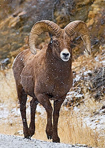 Big Horn Ram