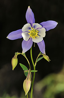 colorado columbine